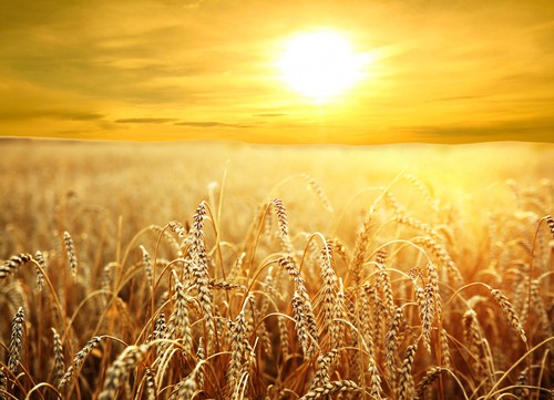 sun over field of wheat